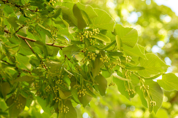 Fototapeta na wymiar Close up of blooming linden branches during spring time.