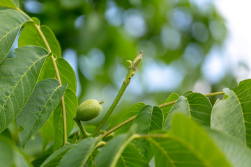 Green walnut at a tree branch with blurred bokeh during Springtime.