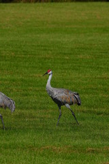 Sandhill Crane family