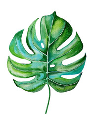 Watercolor monstera leaf illustration isolated on white background. Hand painted green tropical leaf.