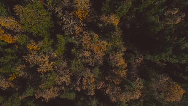 Aerial drone view flying up over the redwoods trees in autumn magic atmospheric forest