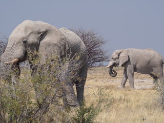 Obraz na płótnie Canvas Elephants in Etosha Namibia