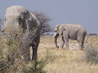 Elephants in Etosha Namibia