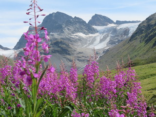 Blume vor Gletscher
