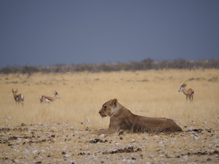 lioness at etosha national park
