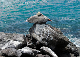 Pelican on the rock. Latin name - Pelecanus crispus. San Cristobal island, Galapagos