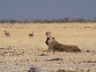 lioness at etosha national park