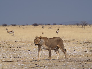 lioness at etosha national park
