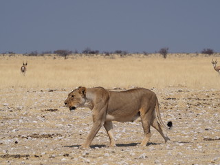lioness at etosha national park
