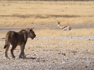 lioness at etosha national park