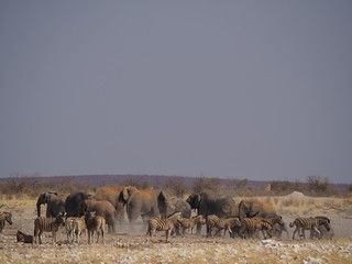 Etosha national park Animales