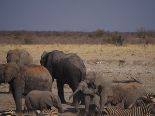 Etosha national park Animales