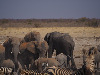 Etosha national park Animales