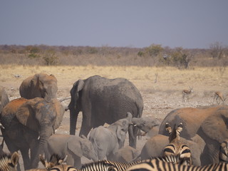 Etosha national park Animales