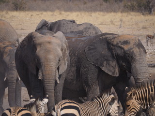 Etosha national park Animales