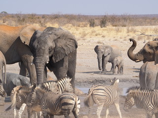 Etosha national park Animales