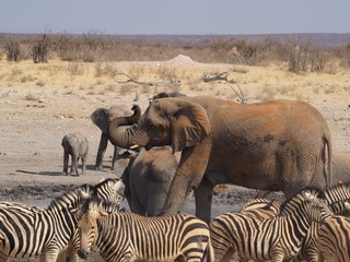 Etosha national park Animales
