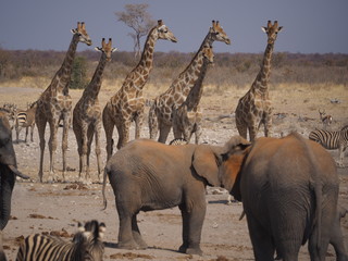 Etosha national park Animales