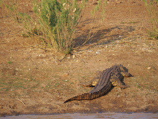 coccodrillo Africa