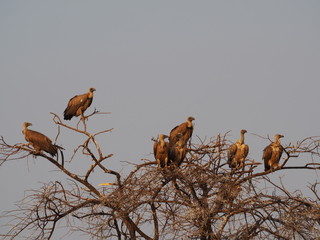 avvoltoi etosha national park