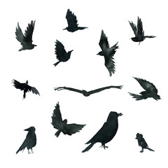 black birds
