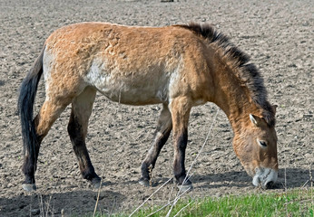 Przewalski's horse. Latin name - Equus przewalskii