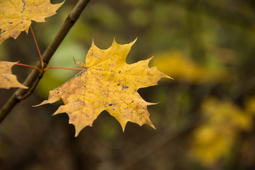 Yellow maple leaf on a blurry background