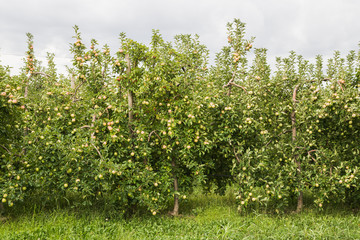 Fototapeta na wymiar Apple grove in Provence France