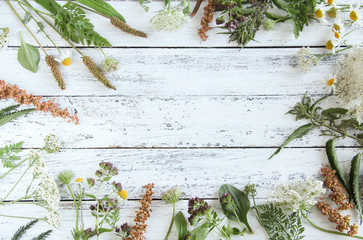 essbare Blüten Blätter Wildkräuter Kräuter Wild Gartenkräuter