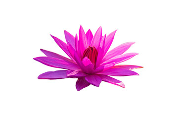 Fototapeta premium The lotus flower represents the symbol of Buddhism and can be used to worship God.