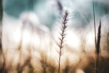 A beautiful shiny field of golden with some wildflowers like daisies and wild grass beautiful...