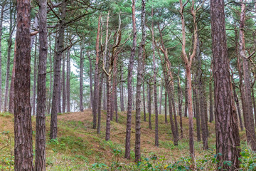 Fototapeta premium Woodland in Formby, Merseyside