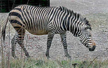 Fototapeta na wymiar Chapman`s zebra in its enclosure. Latin name - Equus guagga chapmani