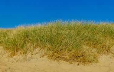 Close up on Camber Sands Beach dune, East Sussex, U.K
