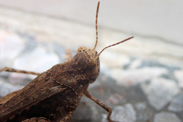 brown cricket