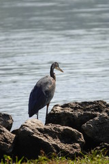 Blue Heron Hanging out on the Shore
