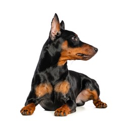 Zwergpinscher Dog  Isolated  on White Background in studio