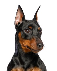 Zwergpinscher Dog  Isolated  on White Background in studio