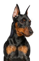 Zwergpinscher Dog  Isolated  on White Background in studio