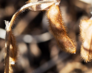Macro shot of ripe soy pod in sunlight with shallow depth of field