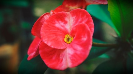 red flower in garden