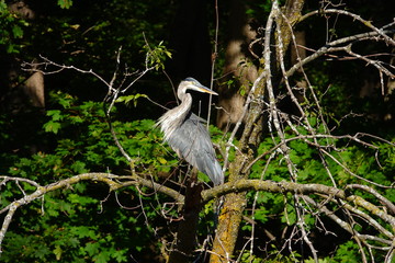 Roosting Blue Heron