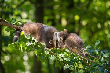 Waschbär