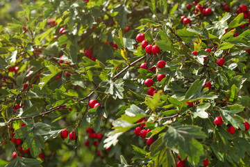 Hawthorn (Crataegus / hawberry) bush with small red fruits.