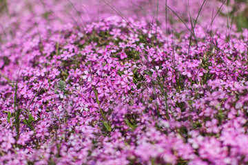 Shallow depth of field photo, only few blossoms in focus, pink / lilac flowerbed. Abstract flowery spring background.
