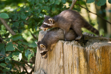Waschbär