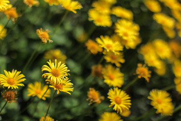 Shallow depth of field photo, only single blossom in focus, small yellow flowers - abstract spring flowery background.