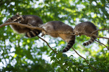 Waschbär