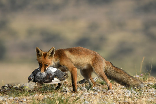 A fox with a prey in the field