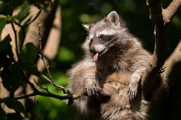 Waschbär